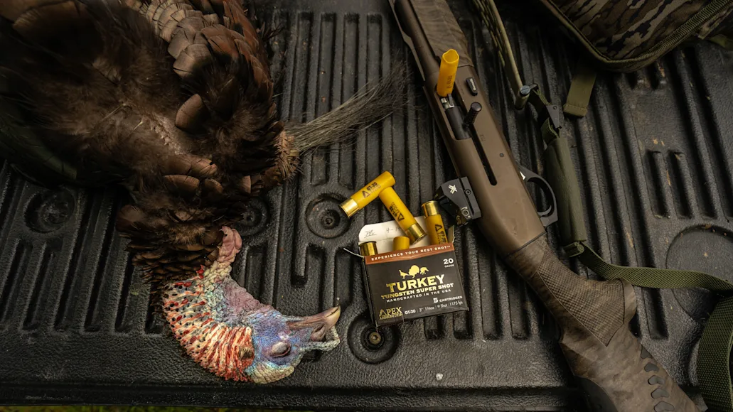 Turkey on tailgate next to shotshells and shotgun
