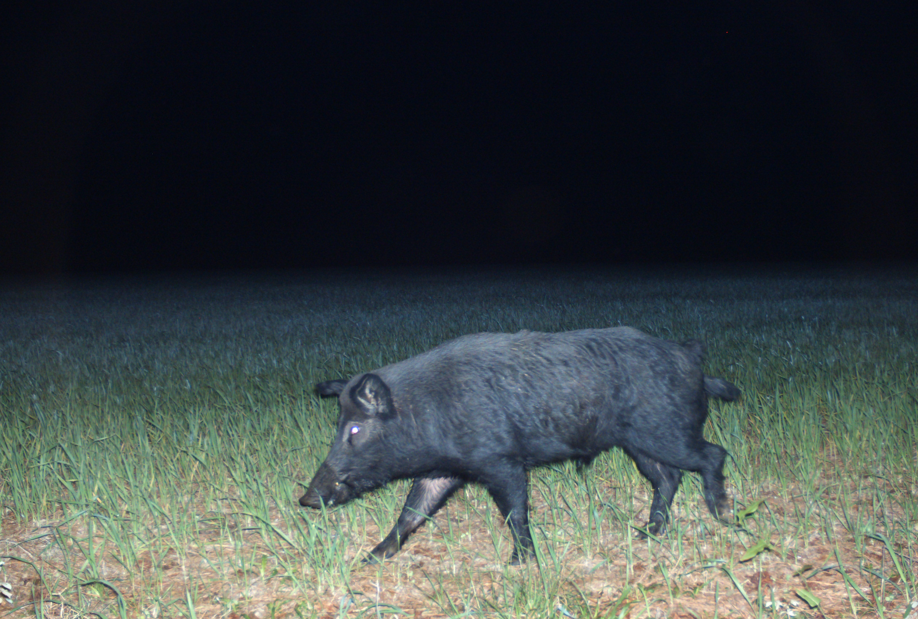 wild hog