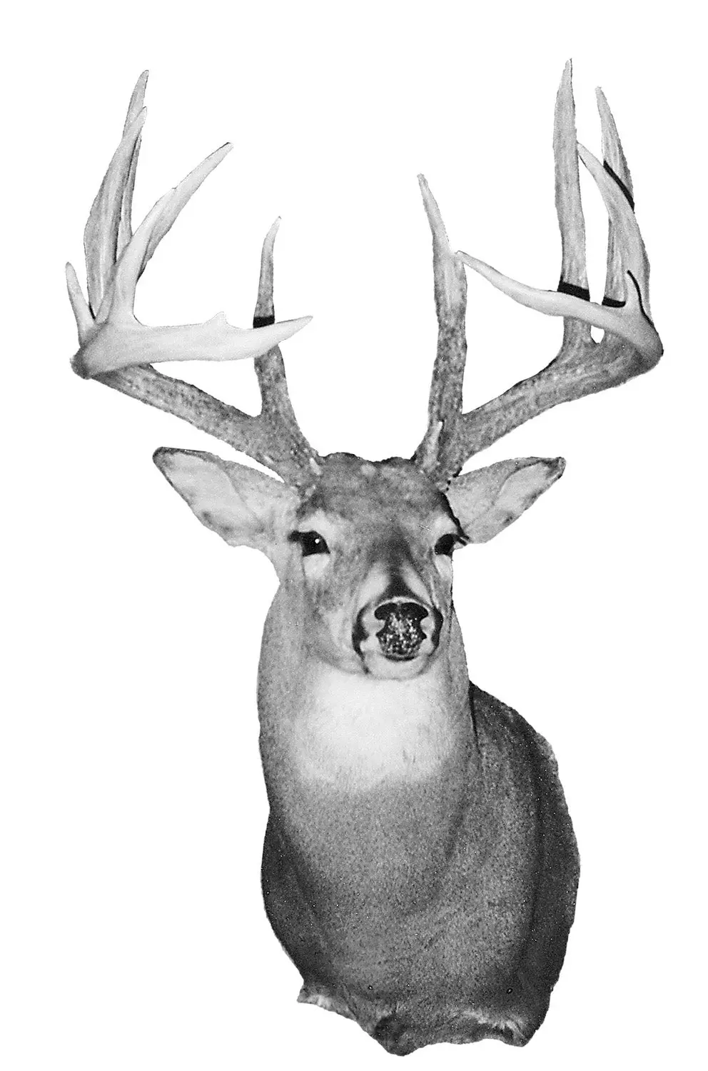 B&amp;C record whitetail deer from Michigan