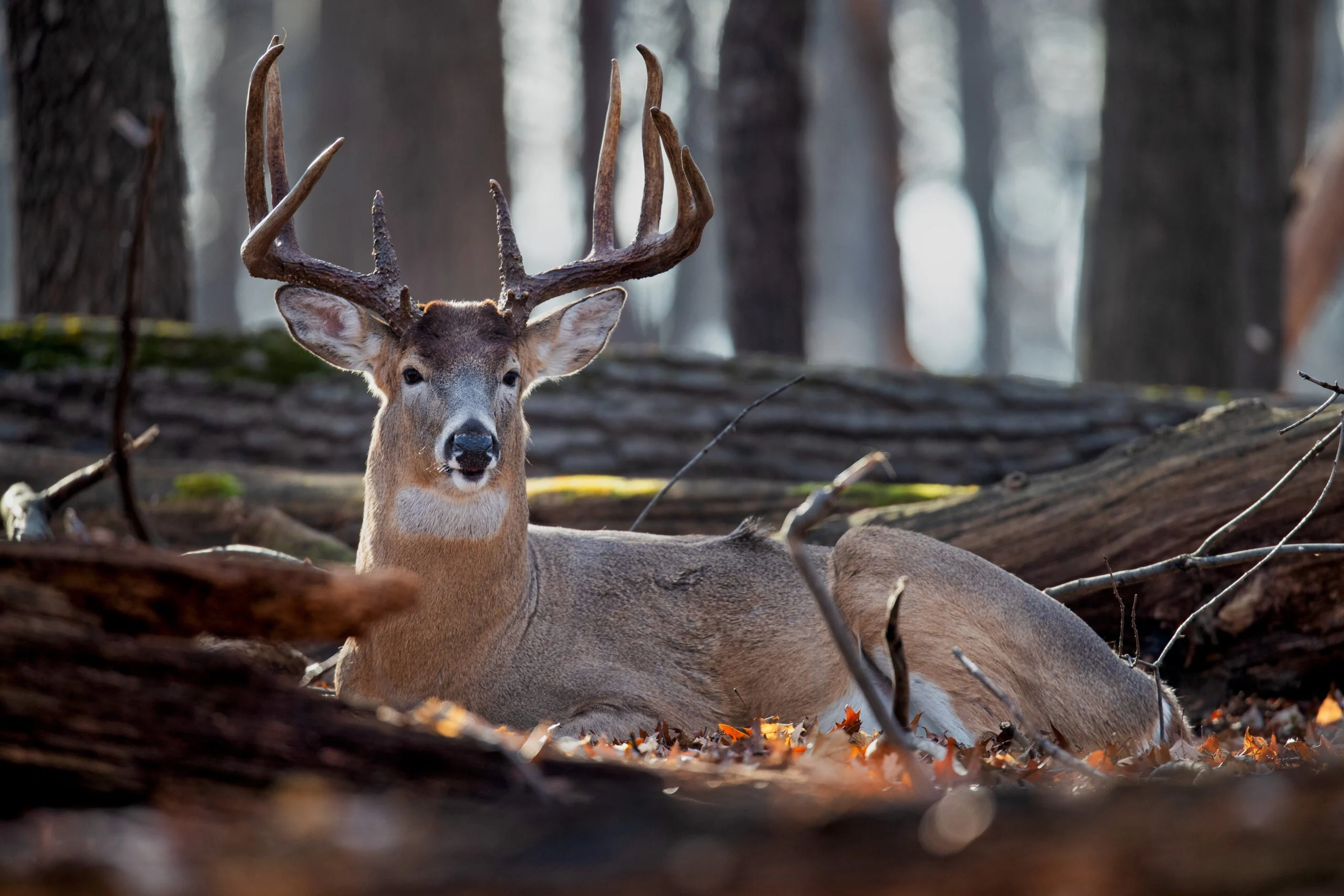 whitetail buck bedded among blowdowns, showing where deer sleep