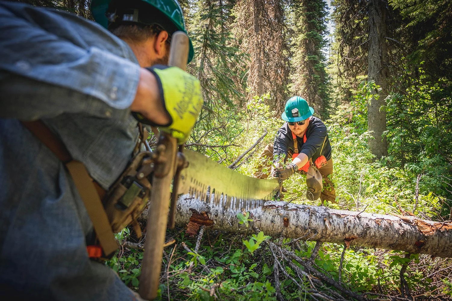 two volunteers saw tree that's fallen across a trail in the woods