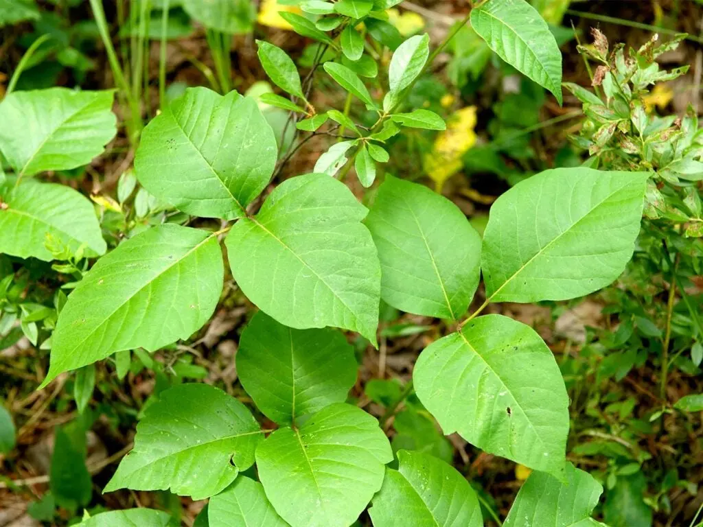 poison ivy in the woods