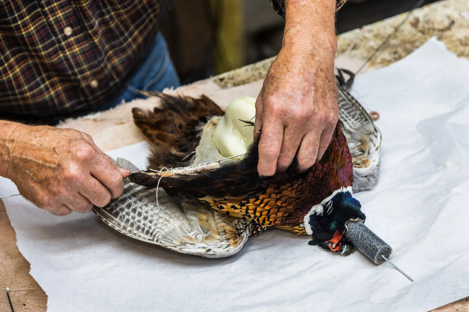 Taxidermist working on a bird mount.