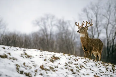 A whitetail buck standing in a snowy field with woods in background