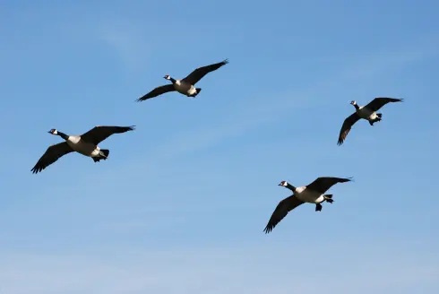 High flying Canada geese