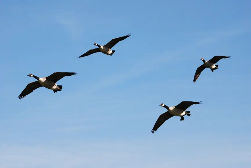 High flying Canada geese