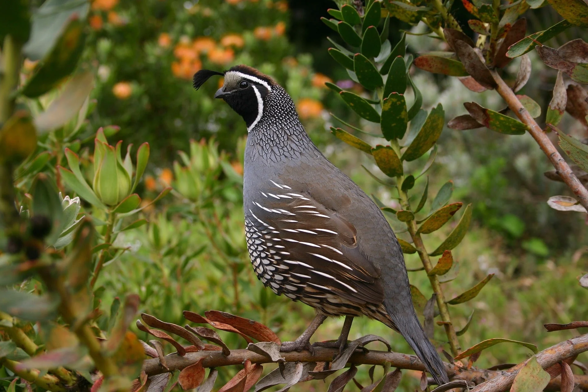 A california quail