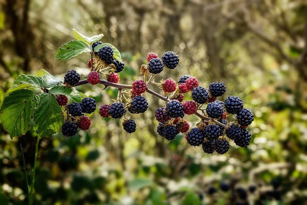 A mess of blackberries on a branch.