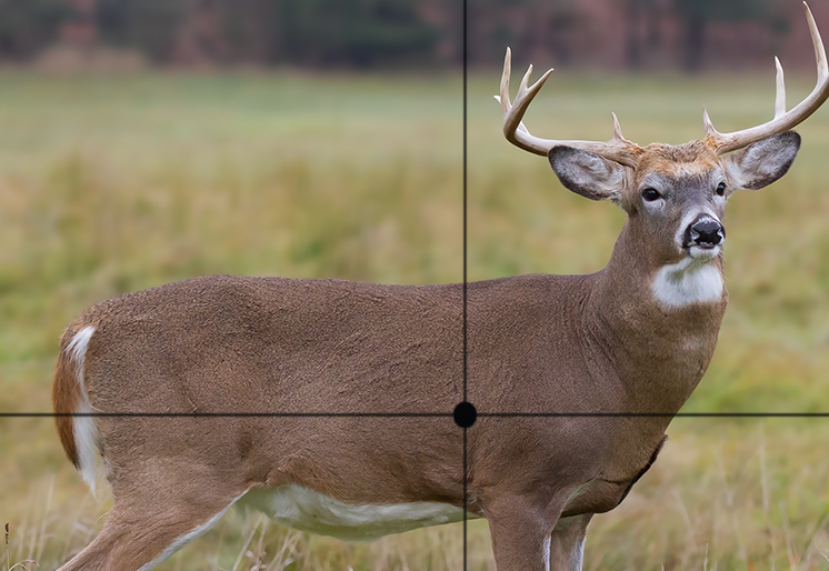 whitetail buck with crosshairs