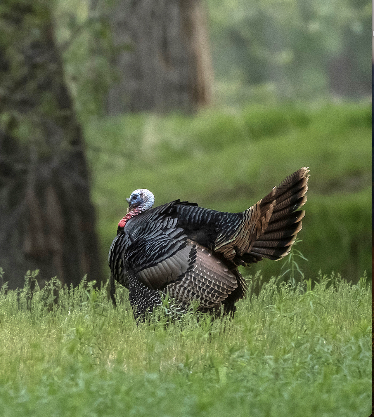 A lone late-season turkey struts in knee-high grass. 