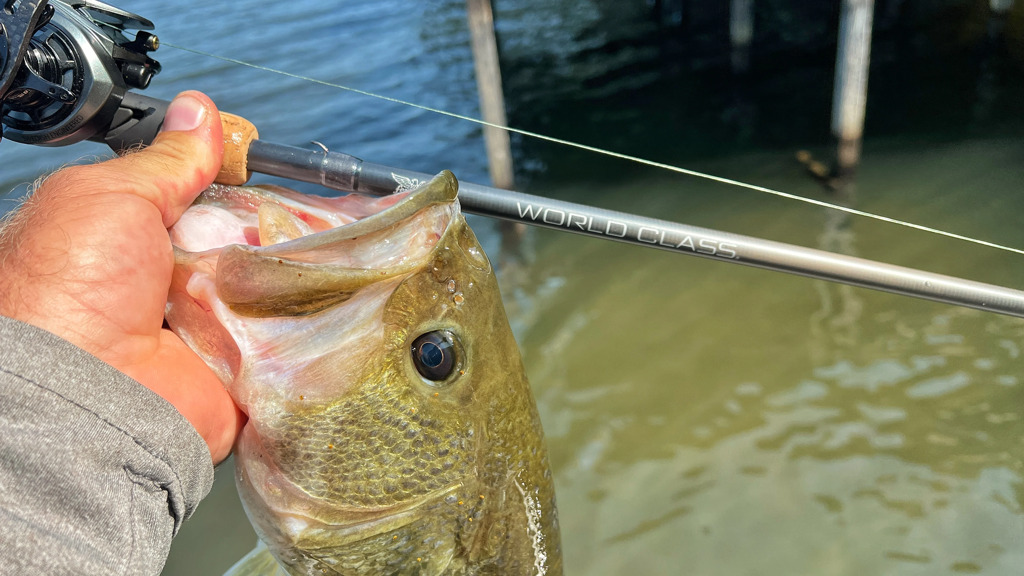 An angler's hand holding a bass and fishing rod together