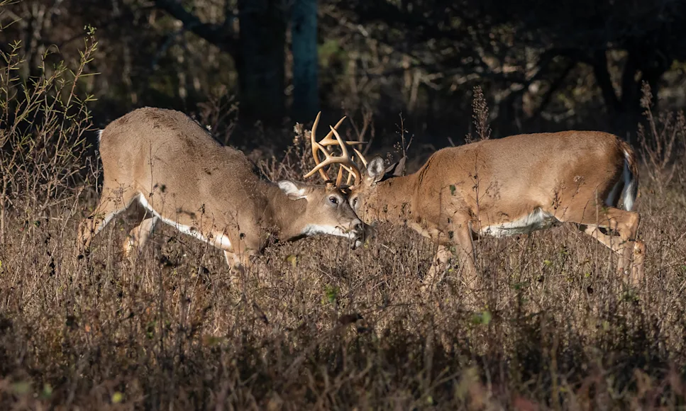 A pair of whitetail bucks fighting.