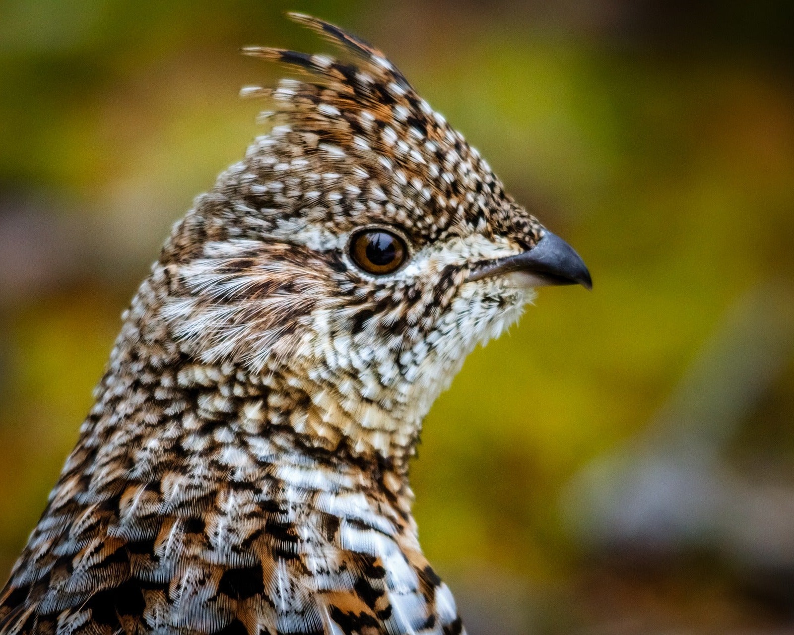 A ruffed grouse in the woods.