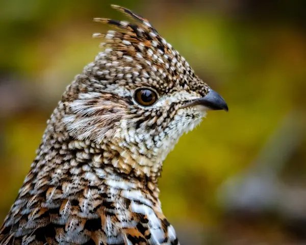 A ruffed grouse in the woods.