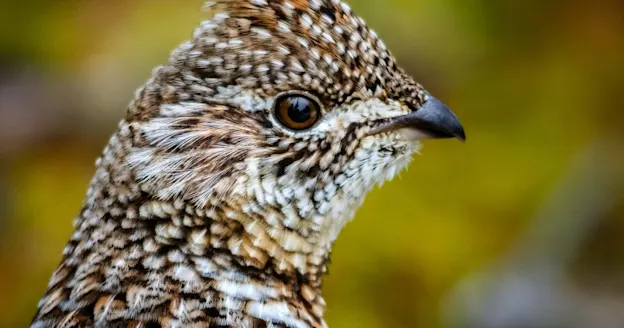 A ruffed grouse in the woods.