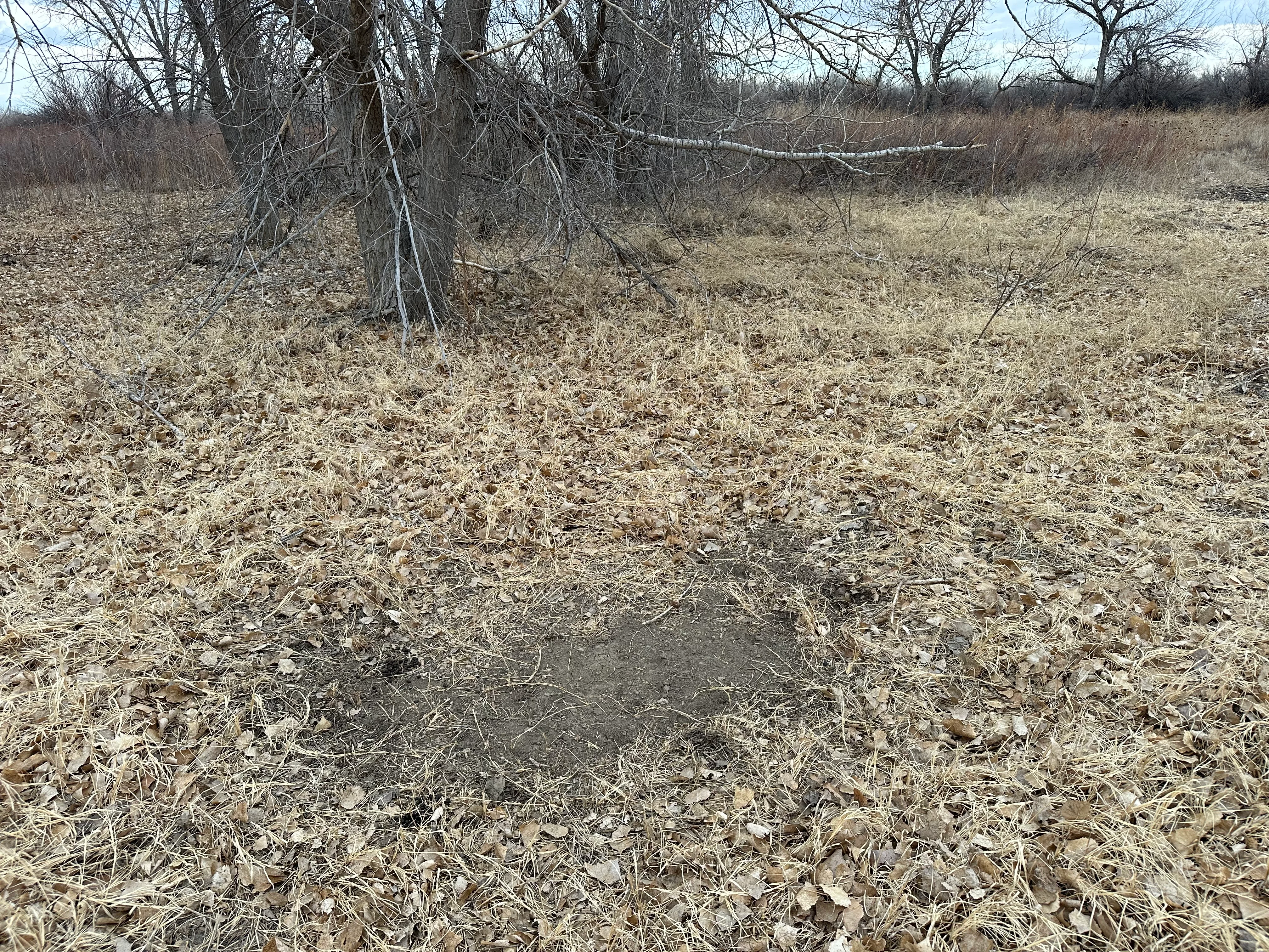 Mock Scrape