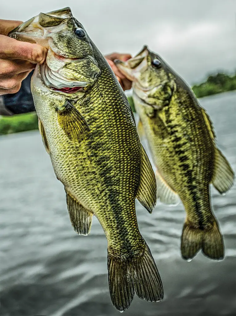 largemouth bass fishing