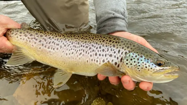 photo for a story about trout rigs