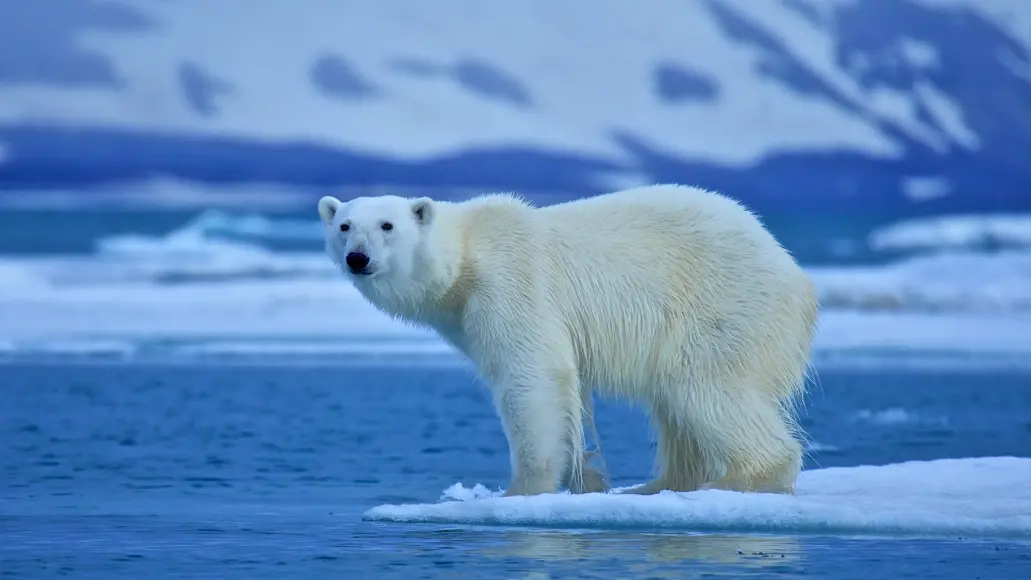 Polar bear on edge of ice with blue water all around and mountains in background