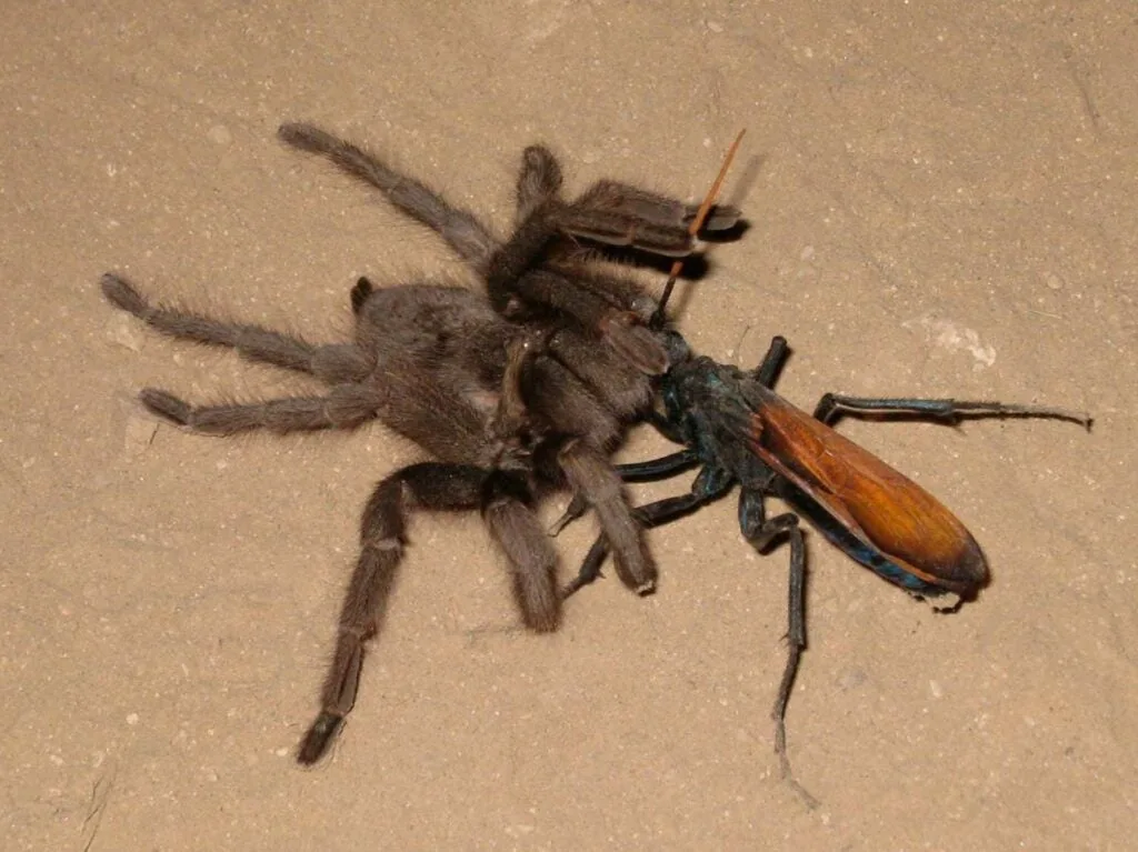 Tarantula Hawk