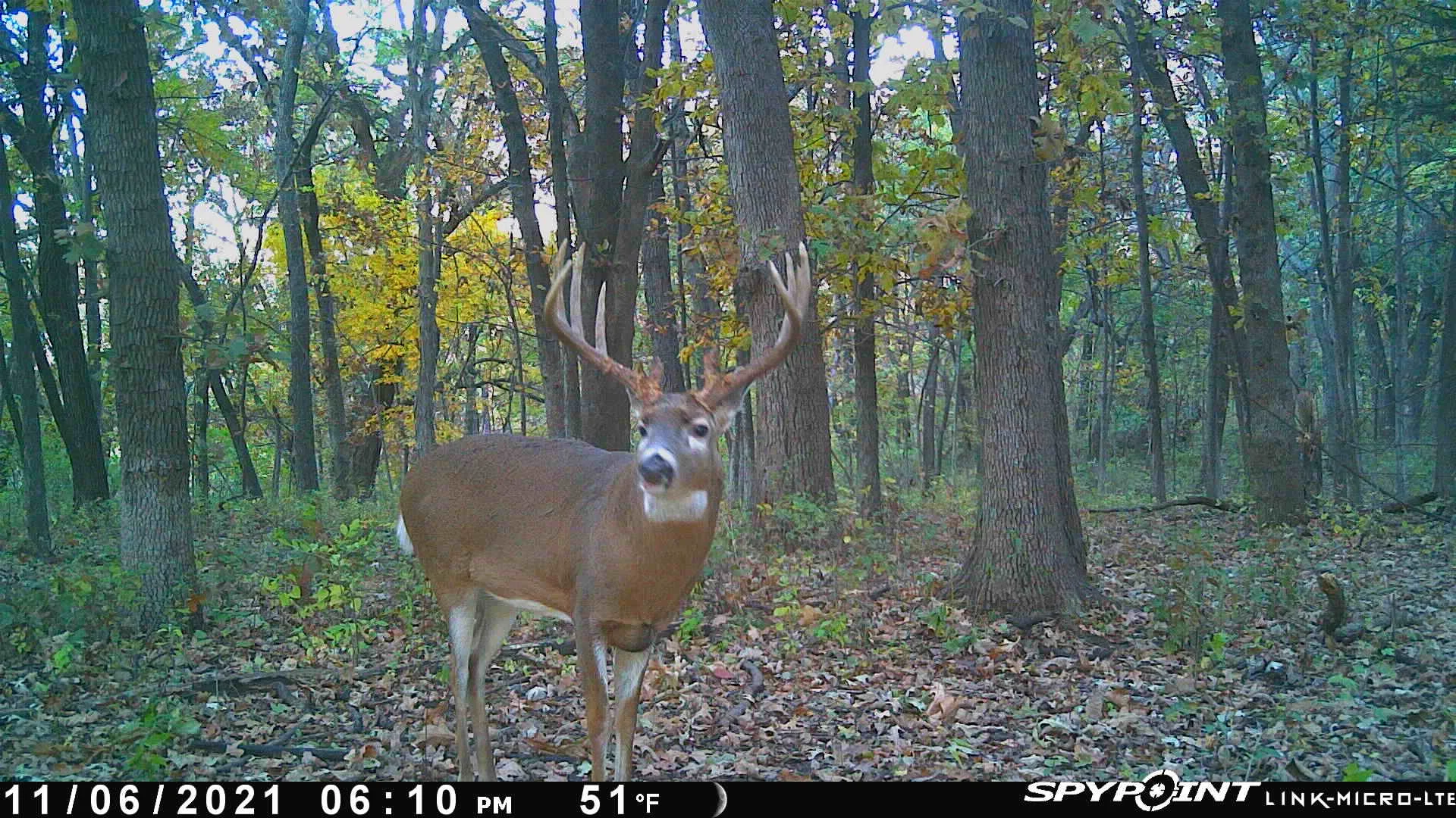 A trail-camera picture of a big Kansas typical whitetail buck. 