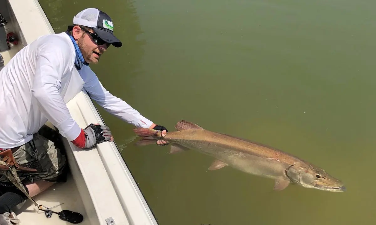 photo of releasing a nice musky