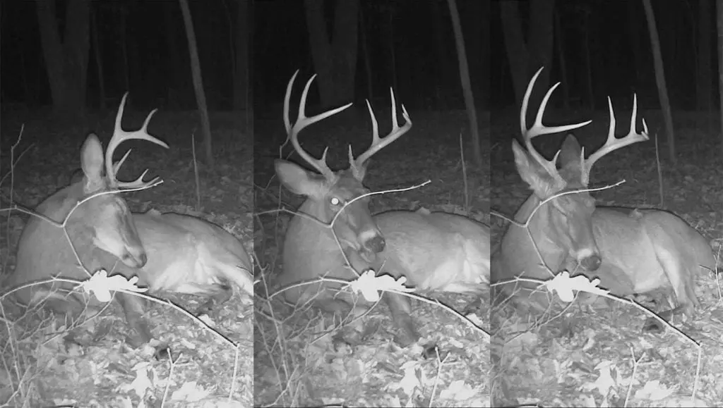 trail camera photos of sleeping whitetail deer