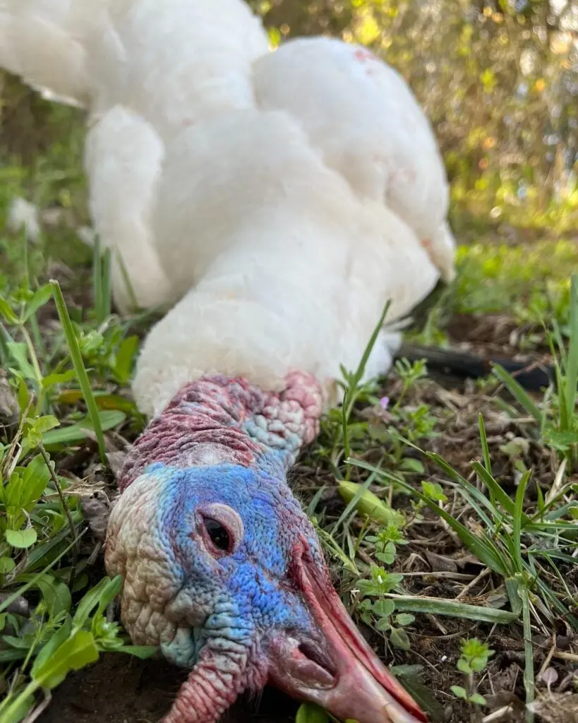 white turkey with blue-pink head