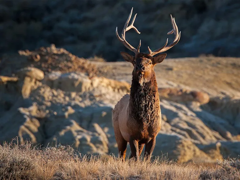 A large bull elk walks through an open field with a rocky hillside in the distance.