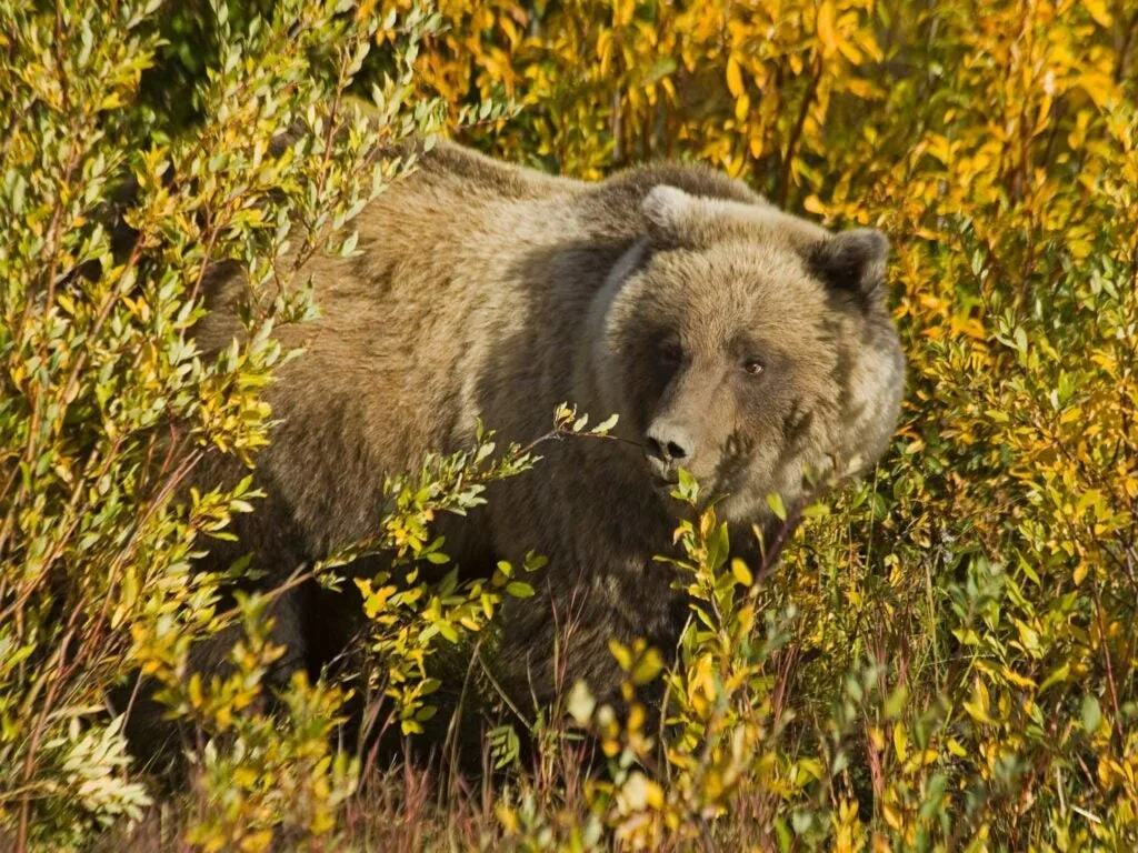 what animal has the strongest bite force? a grizzly bear ranks at number 9. 