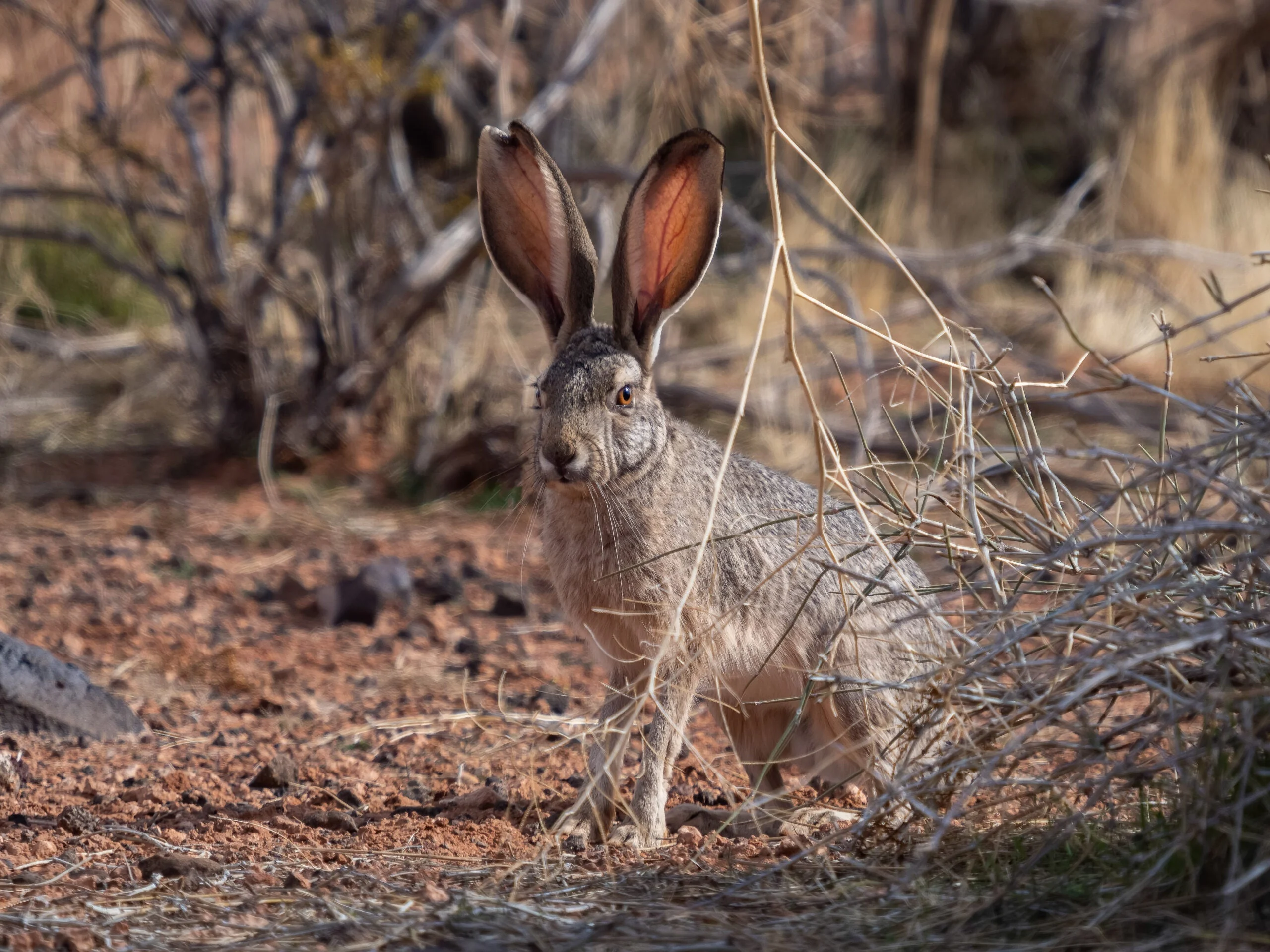 Photo of a jackrabbit standing in brush