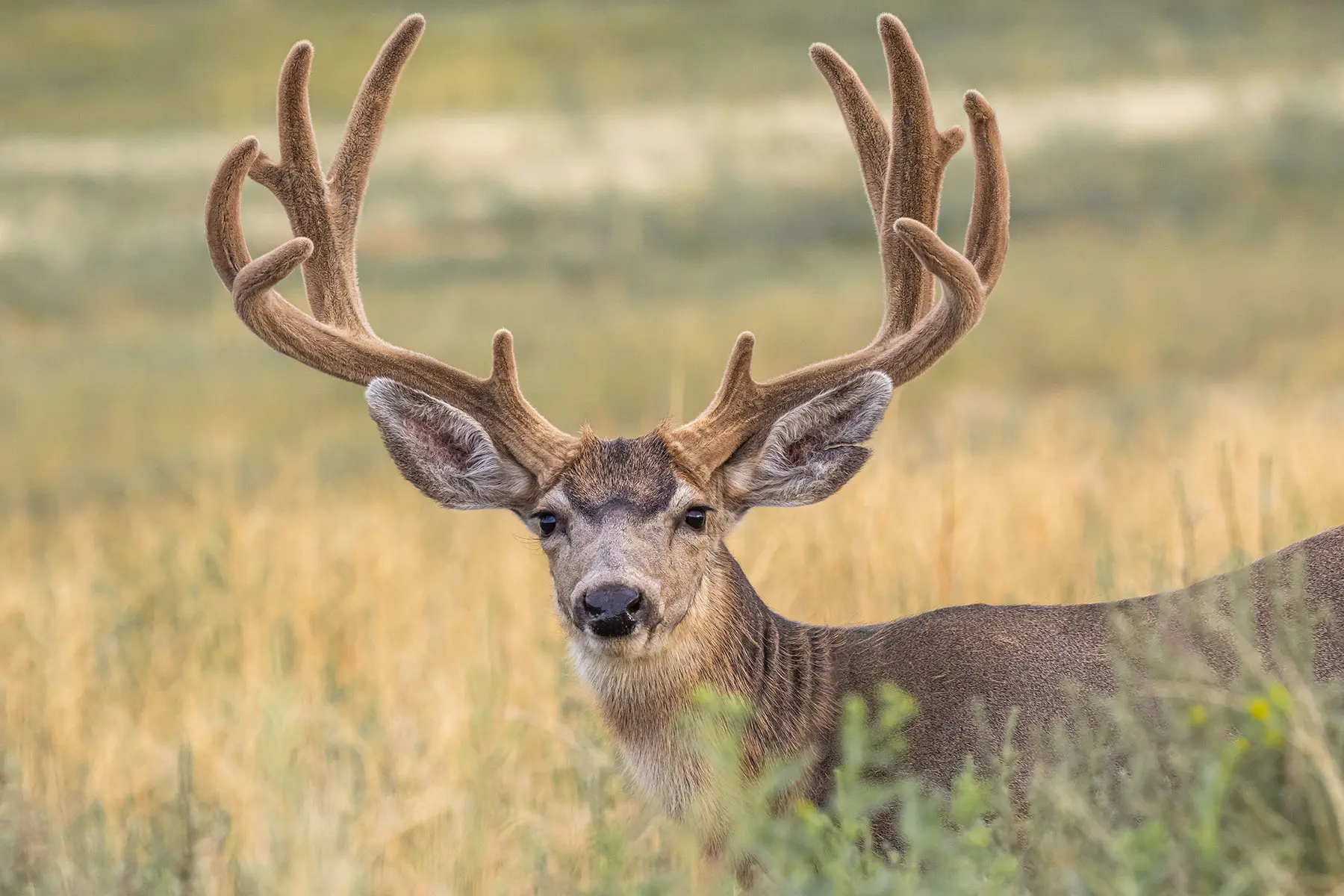 A big-antlered mule deer in full velvet stands in a field. 