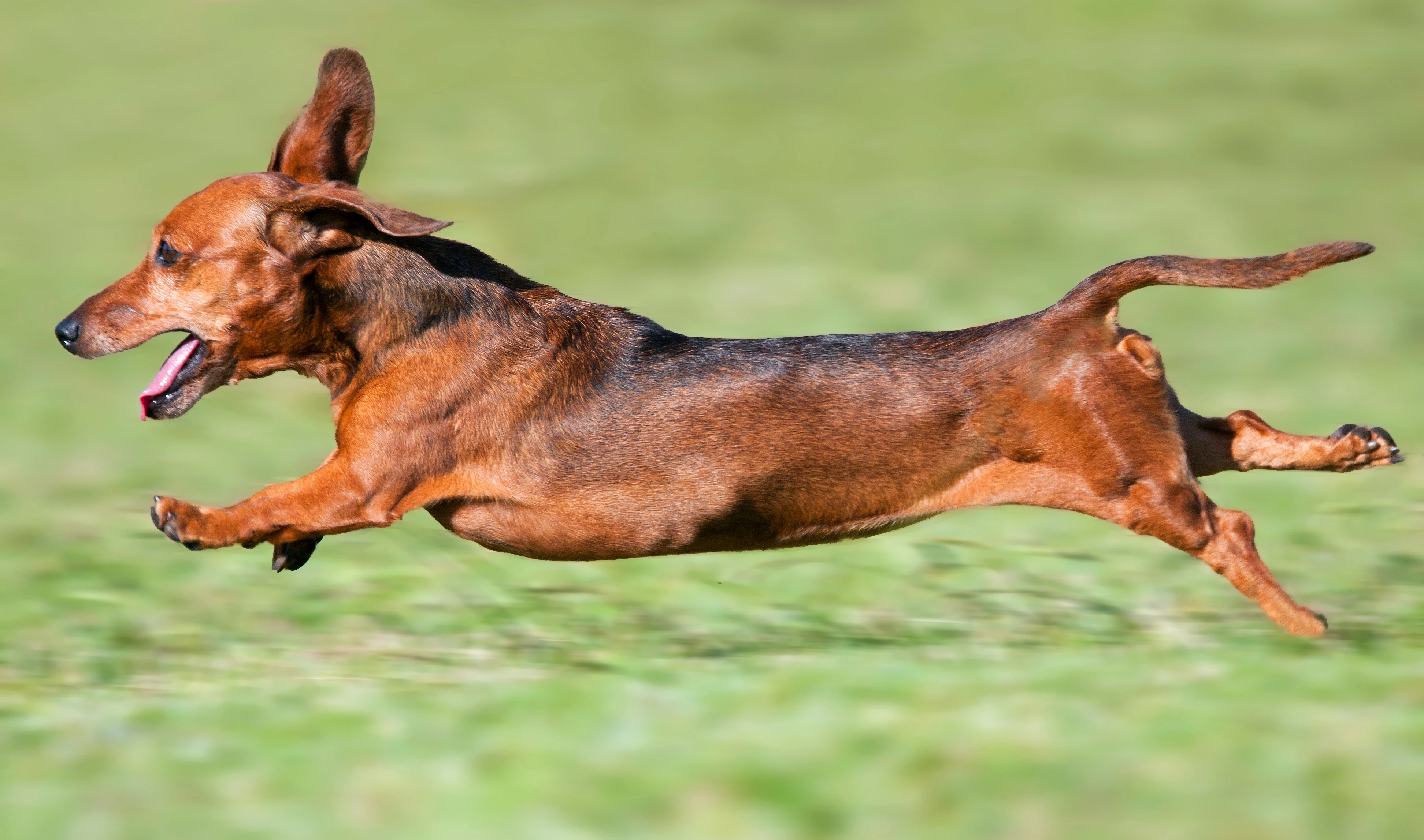 A dachshund races across a field. 