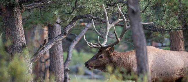 A bull elk walks through dense timber. 