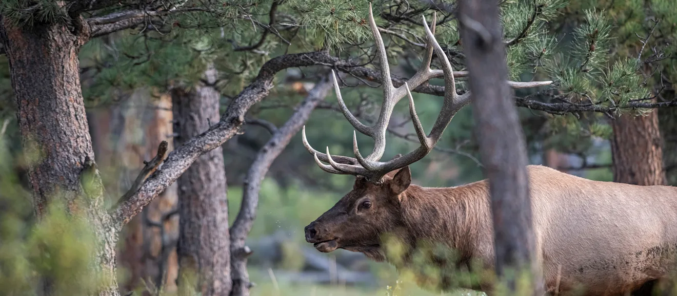 A bull elk walks through dense timber.