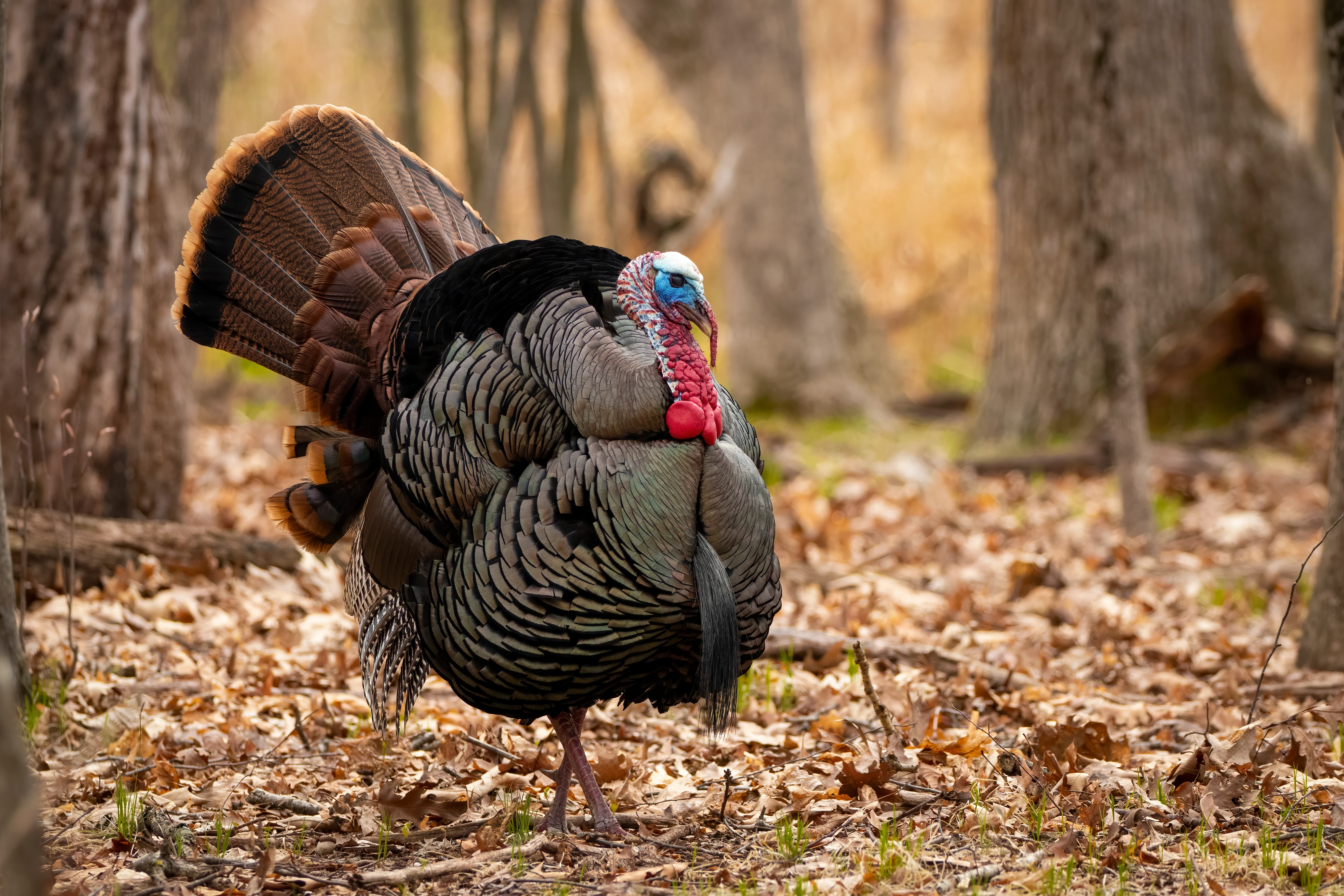 An Eastern tom turkey struts in the woods. 