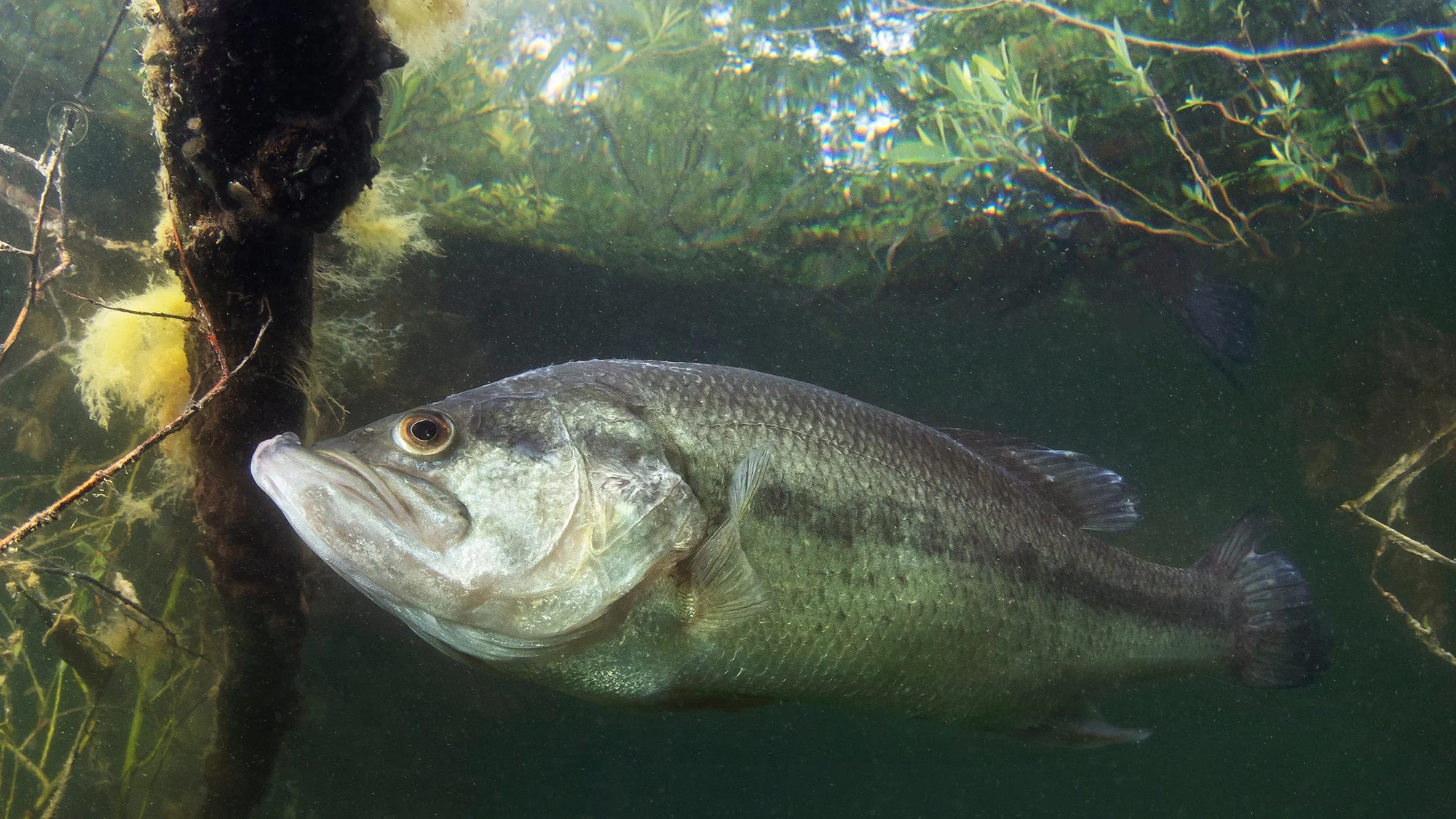 An underwater photo of a largemouth bass. 