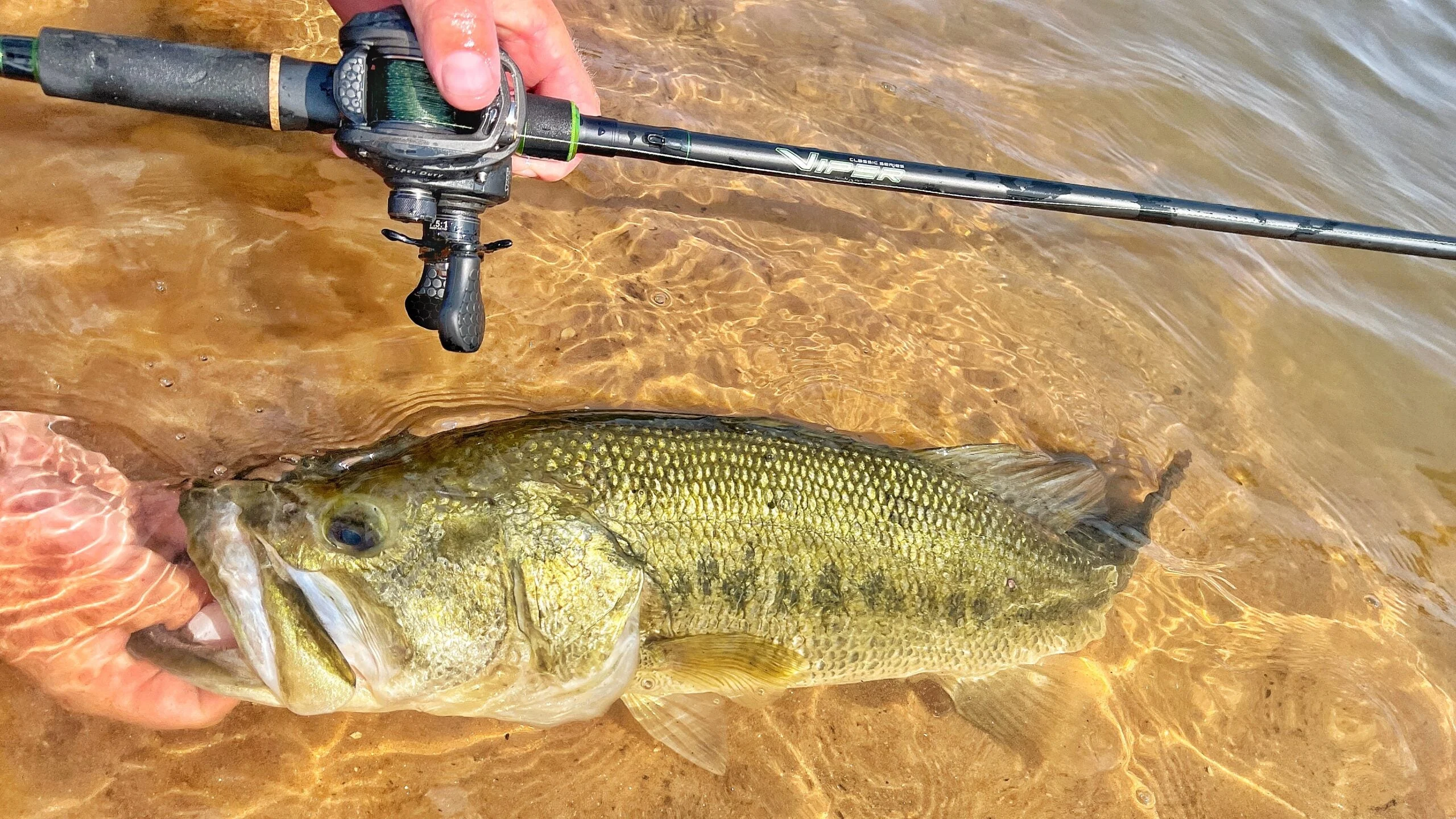 photo of an angler landing a nice Florida largemouth