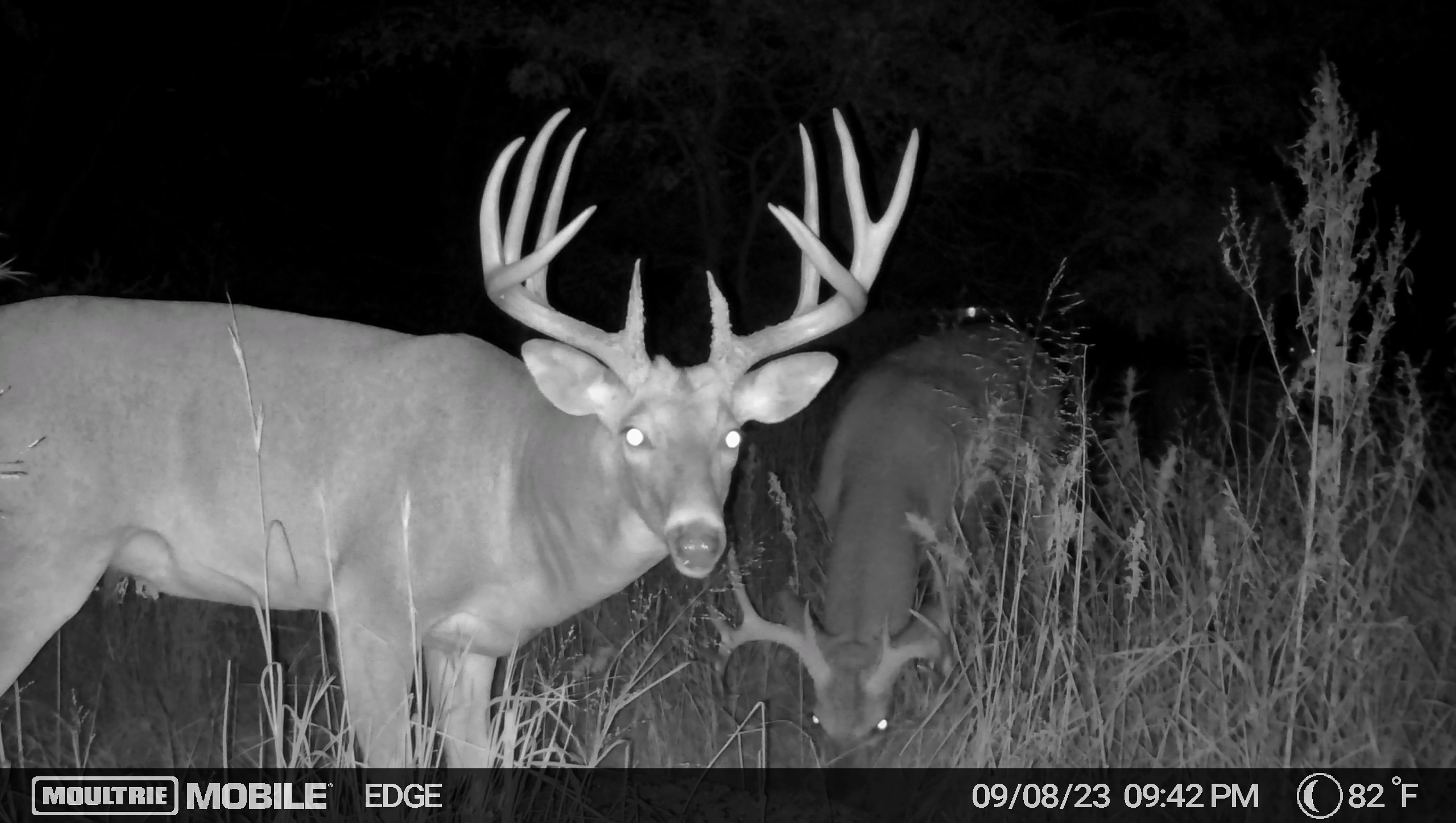 Trail camera photo of a big whitetail in the dark, with another buck in the background.