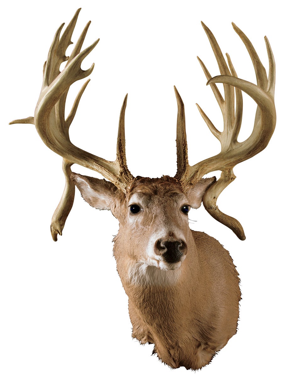 The Biggest B&C NonTypical Whitetail Deer | Field & Stream