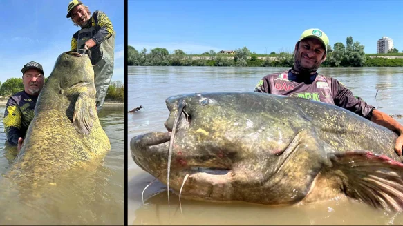 wels catfish with anglers