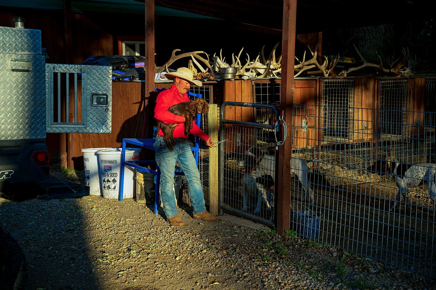 man returns dog to kennel where other dogs wait