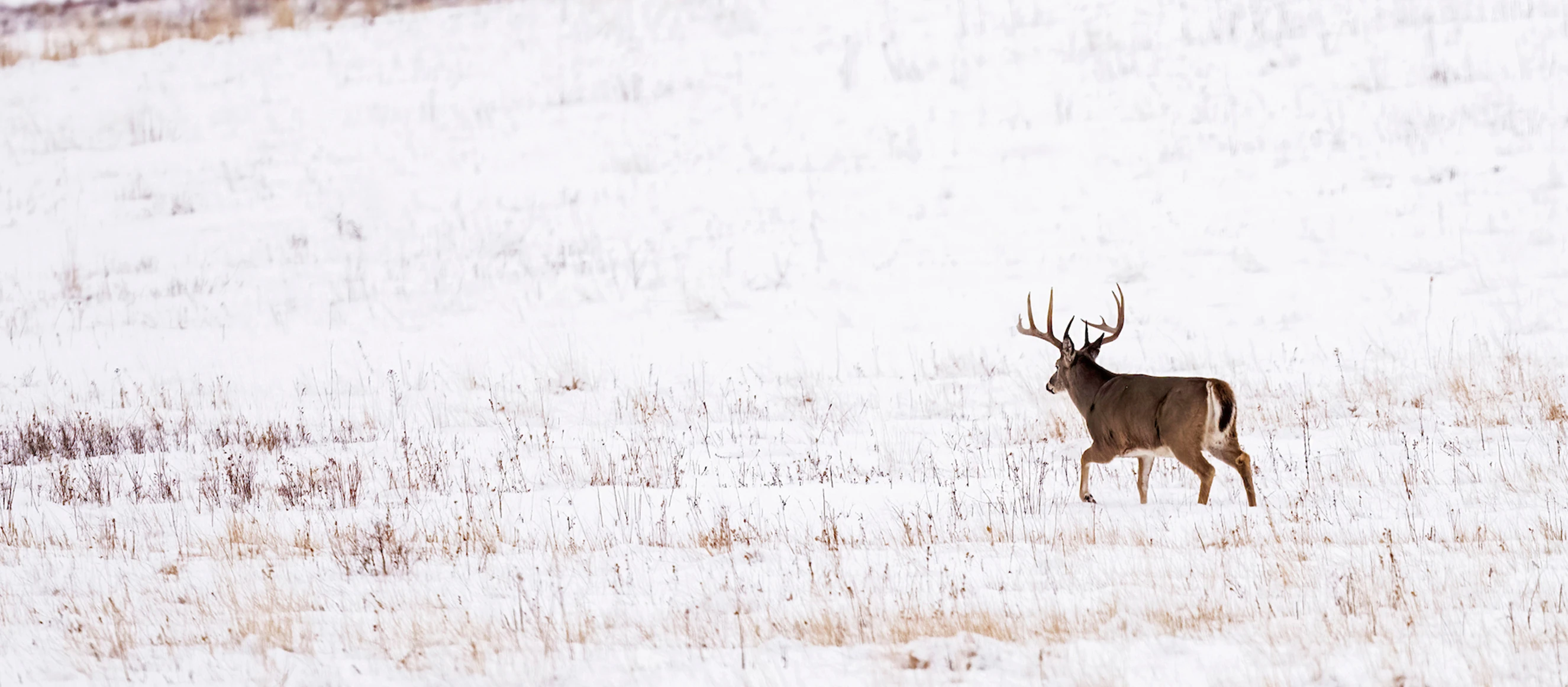 A big whitetail buck cruises through a snow-covered field. 