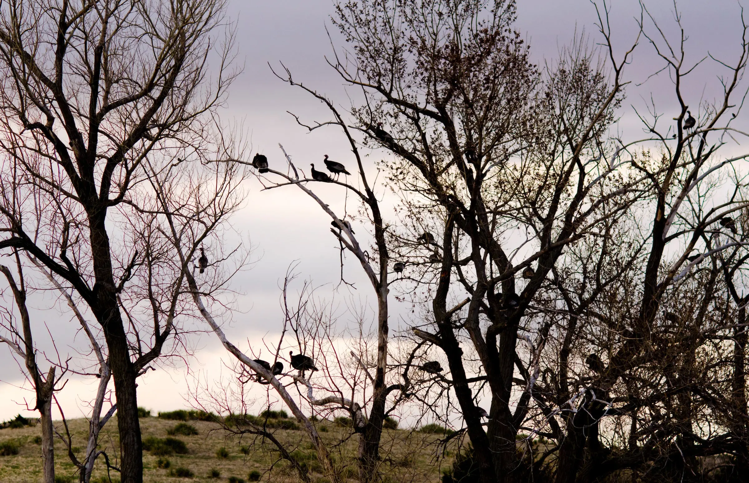 Turkeys roosted in the line of trees along a field at dawn.