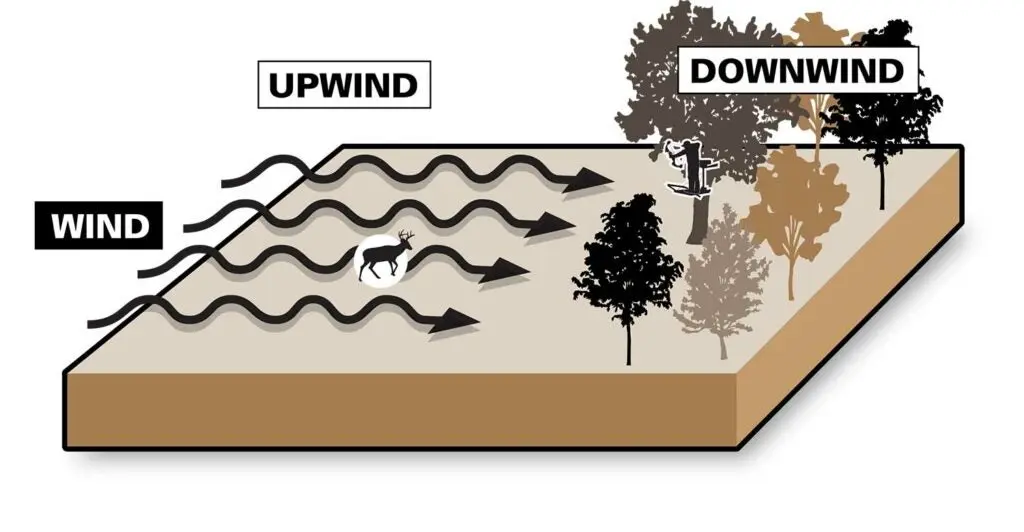 Downwind vs Upwind | Field & Stream