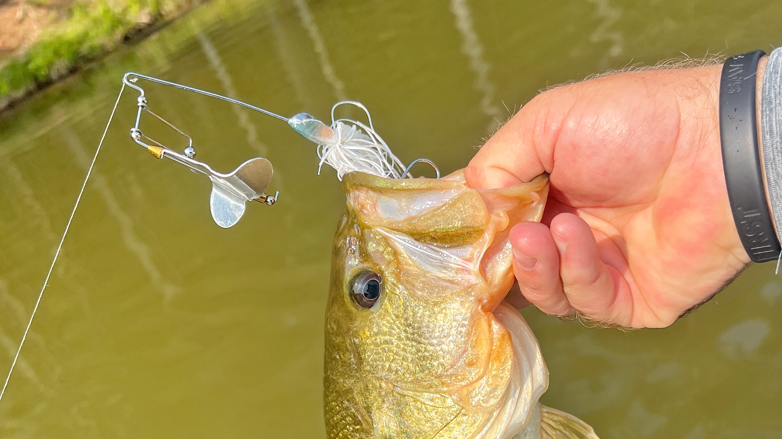 Hand holding bass with buzzbait