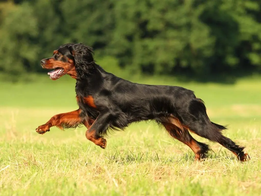 a gordon setter running in a field