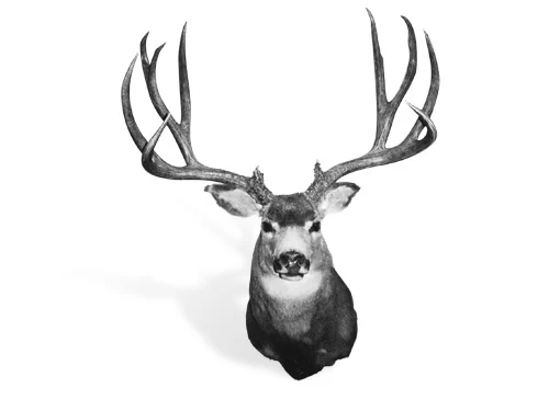 The second-biggest typical mule deer of all time was taken in Saskatchewan. 