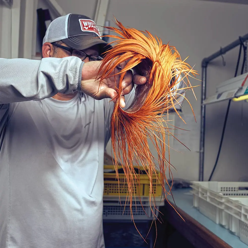 A single Whiting pelt goes through quality control