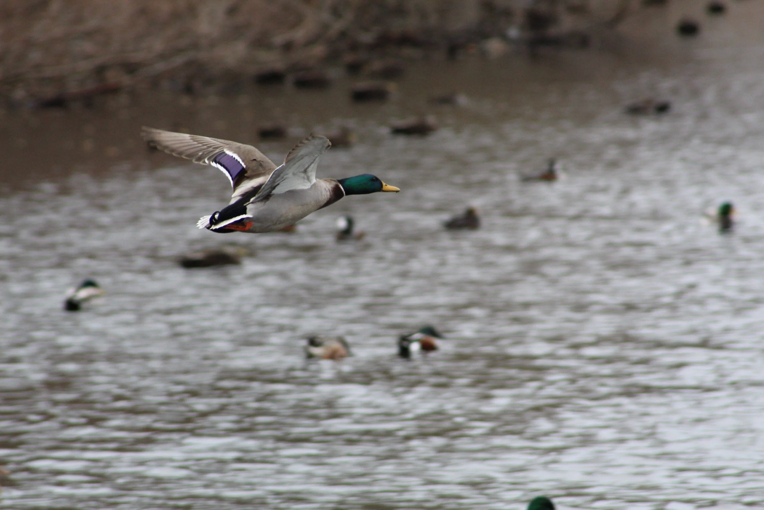 mallard duck flying through the air